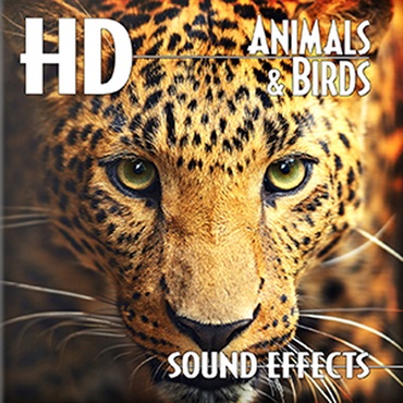 HD ANIMALS BIRDS(オンライン納品)(2時間以内に納品)