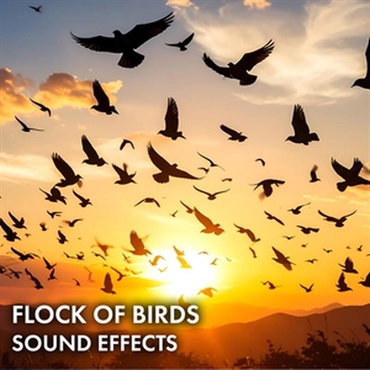 Flock of Birds Sound Effects (鳥の群れ)(効果音)(オンライン納品)(2時間以内に納品)